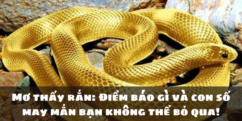 Mơ thấy rắn