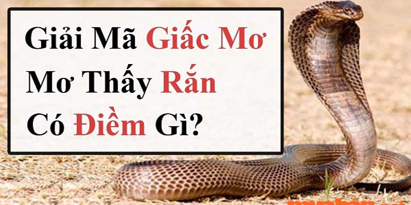 Rắn trong giấc mơ dưới góc nhìn phong thủy và tâm linh